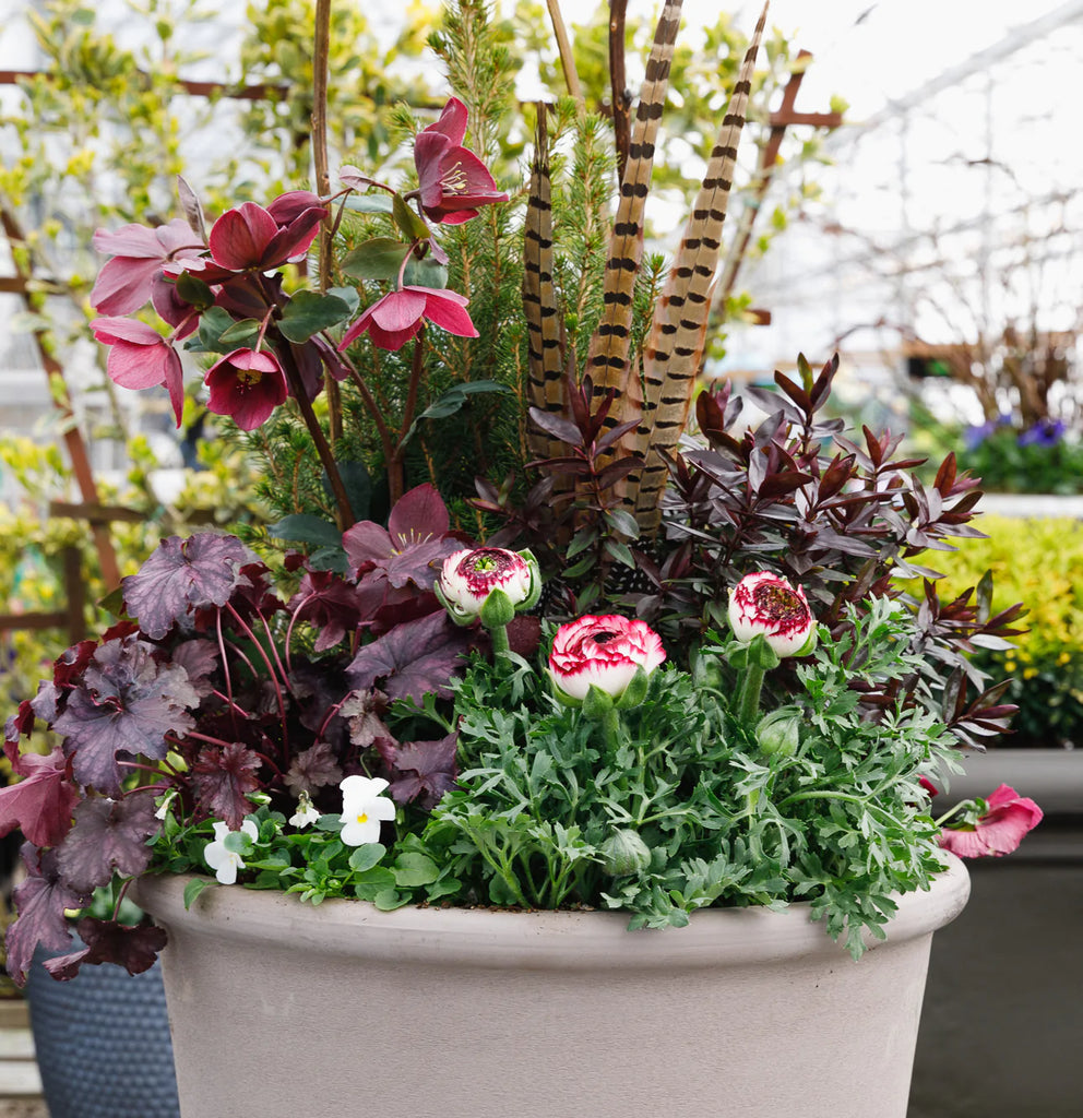 burgundy planter for the patio