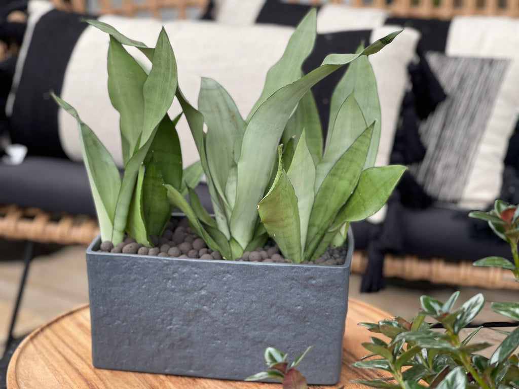 plants that purify your home