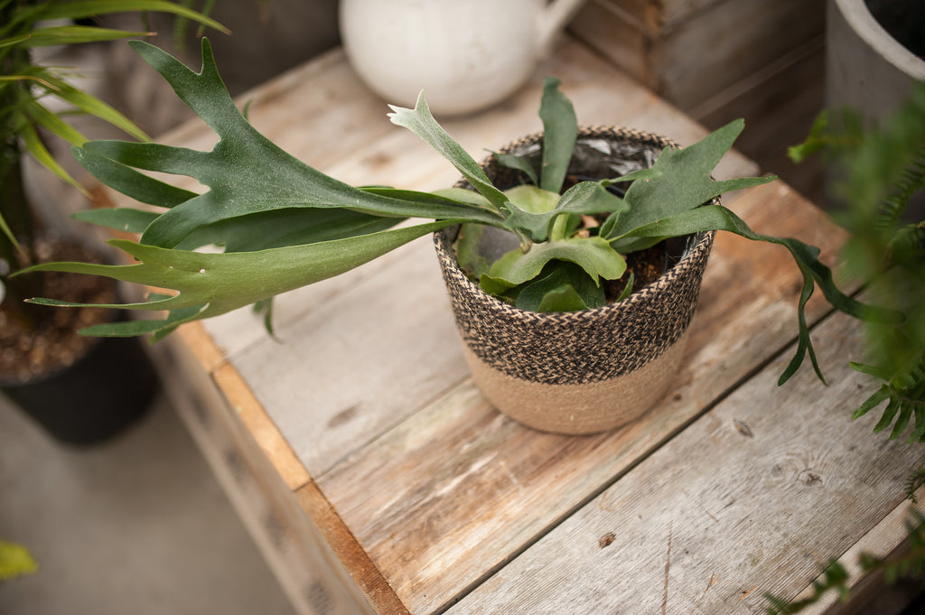 staghorn fern