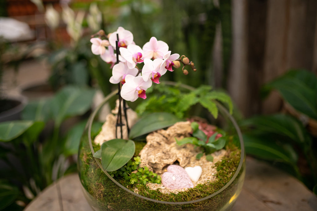 orchid terrarium