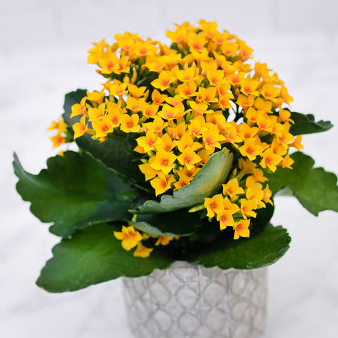 top 9 flowering plants - kalanchoe