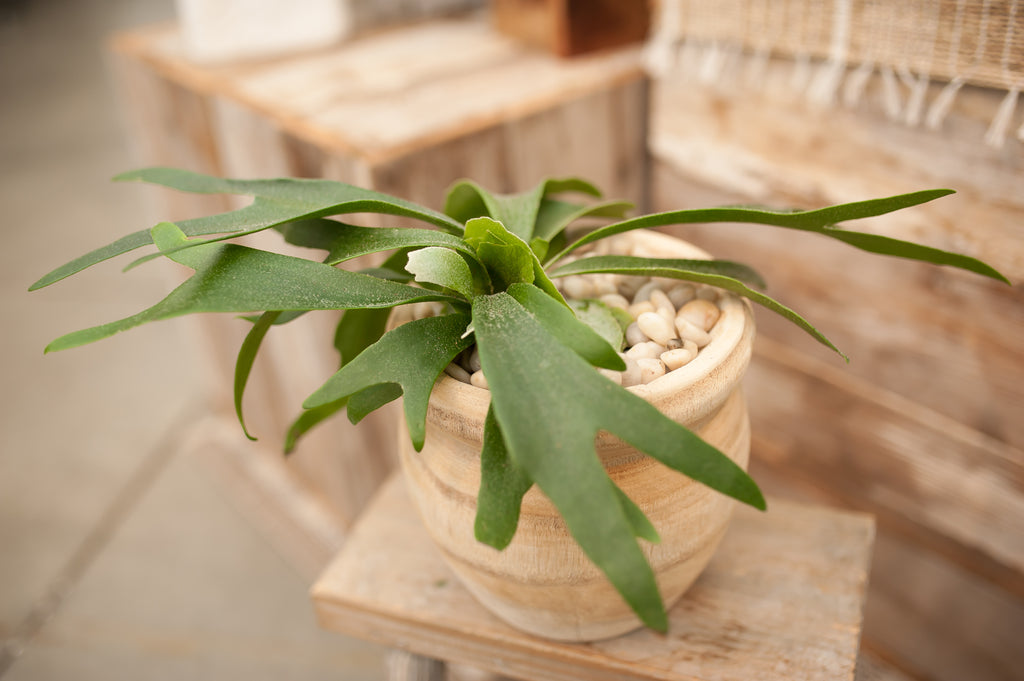 staghorn fern