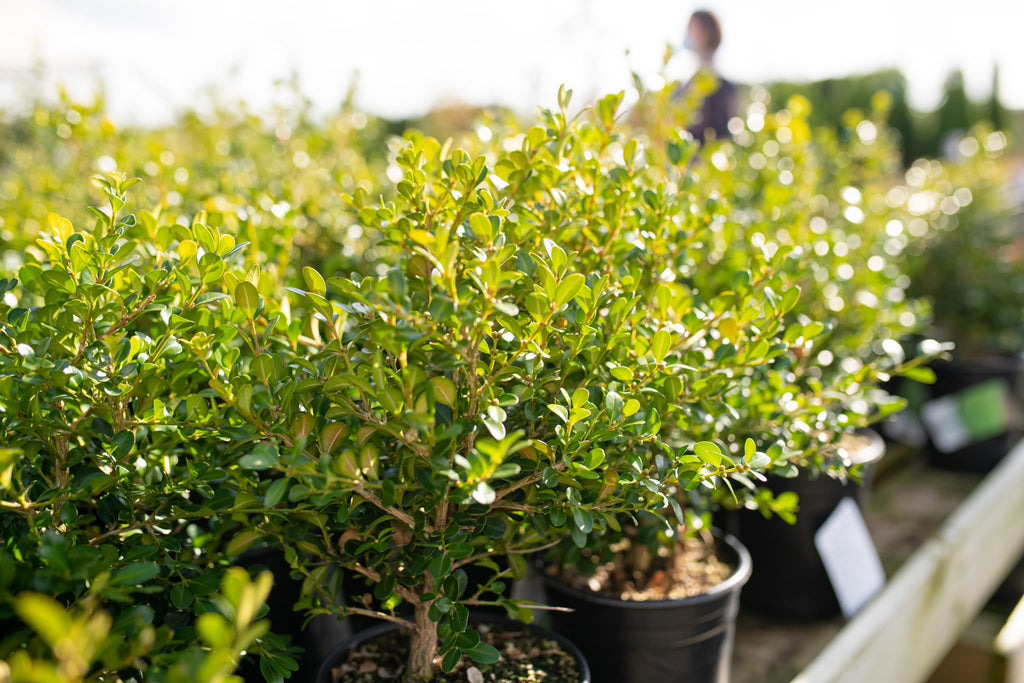 boxwood plants