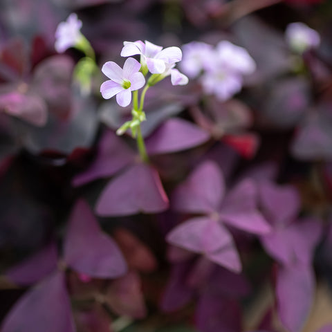 oxalis