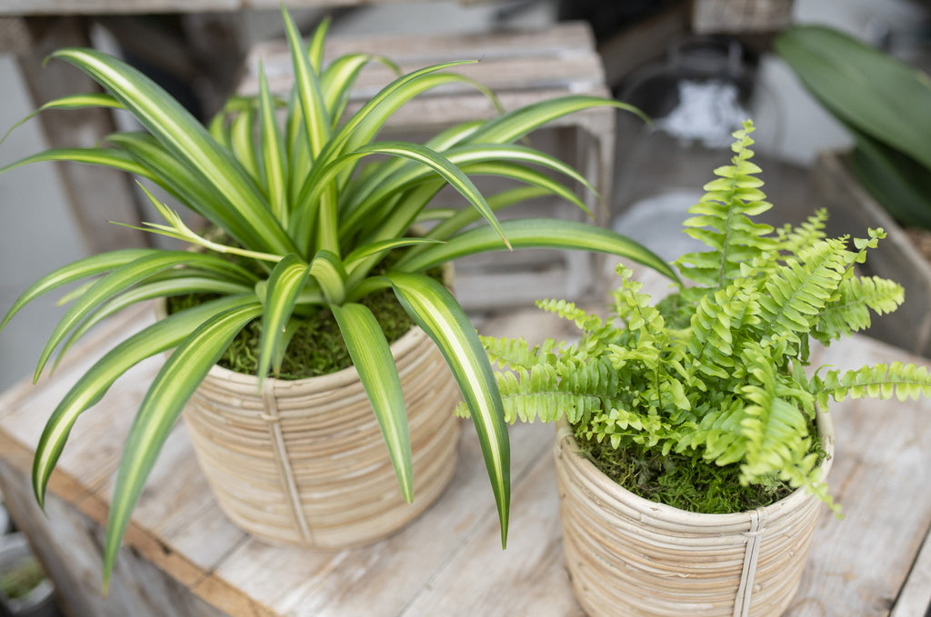 8 low light plants for your home