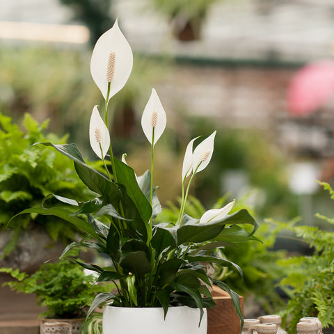 peace lily