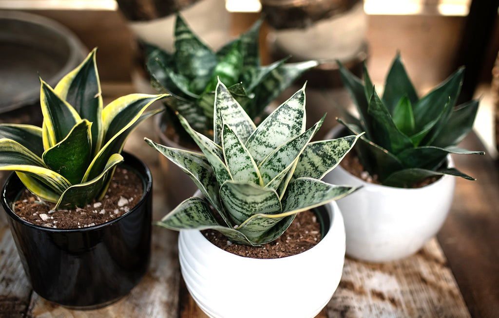 8 low light plants for your home