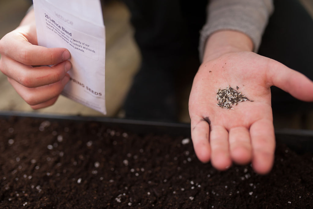 Seed starting in spring