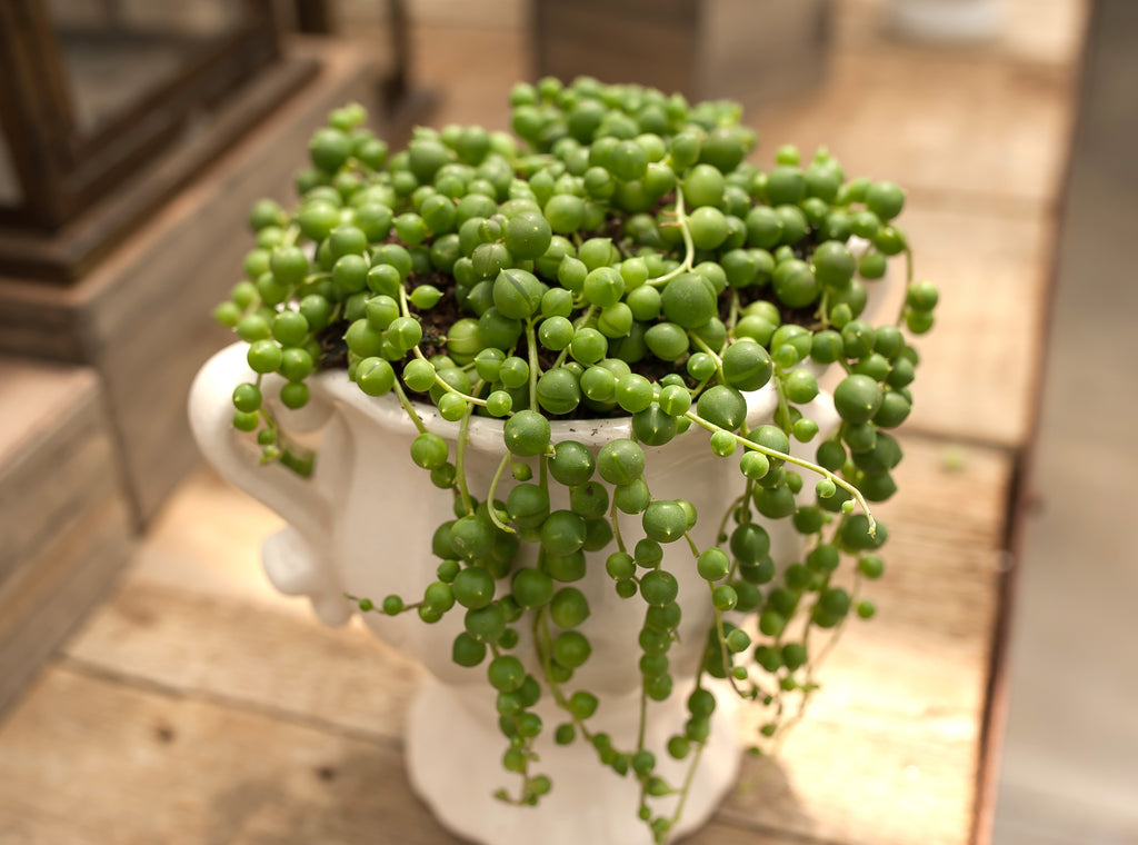 string of pearls