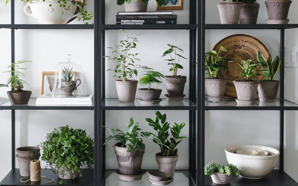 keeping your indoor plants looking good