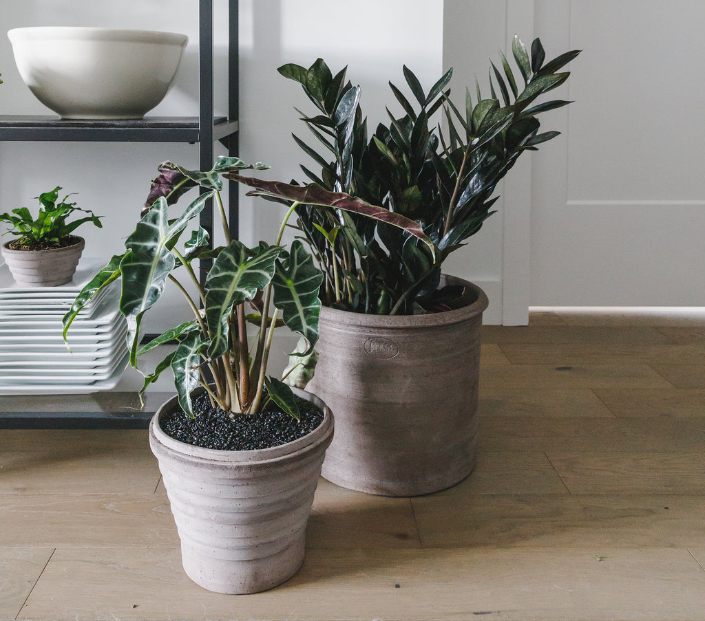 keeping your indoor plants looking good