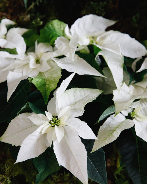 Caring for poinsettia plants