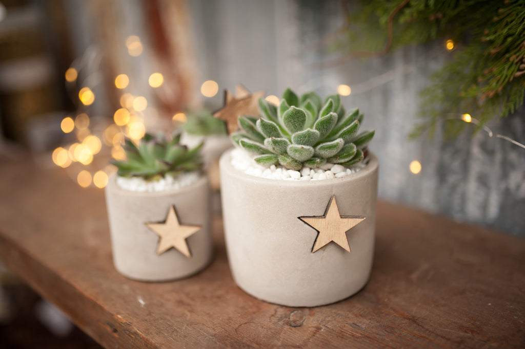 Succulents for Christmas