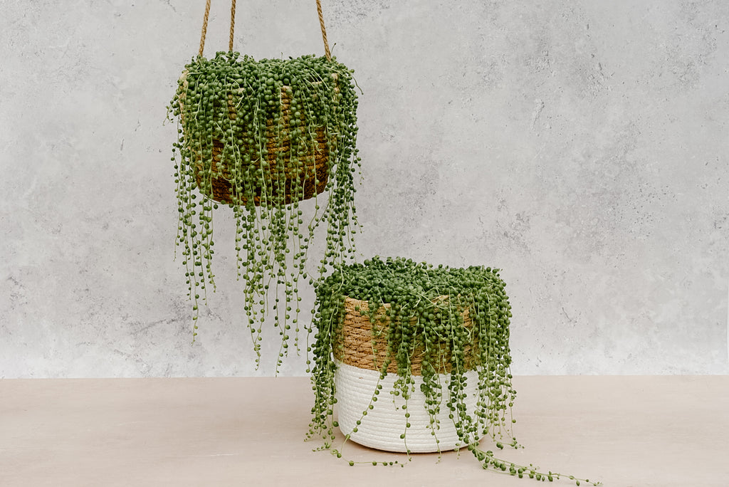 string of pearls in pots