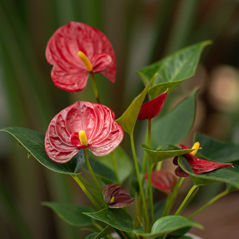 Anthurium