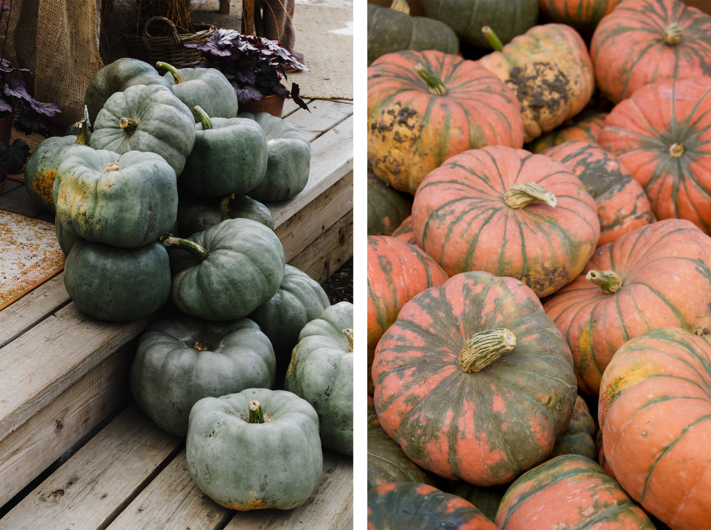 Pumpkins in surrey bc