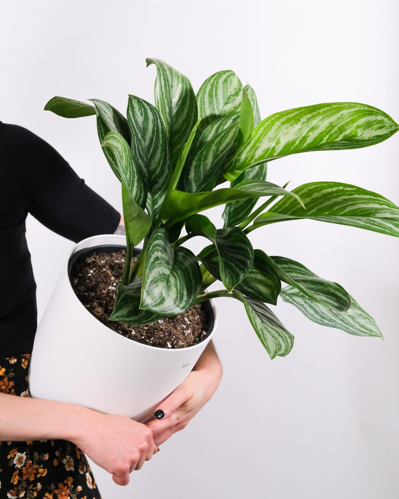 8 low light plants for your home