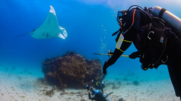 Manta ray tagging on Lady Elliot Island