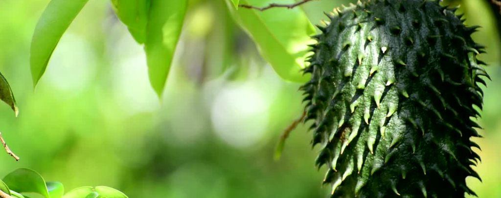 show that all about what is soursop leaf