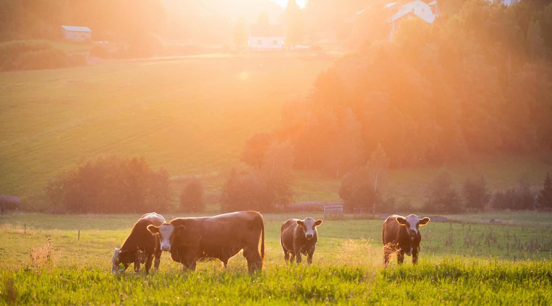 Going vegan protects our soil and farmland