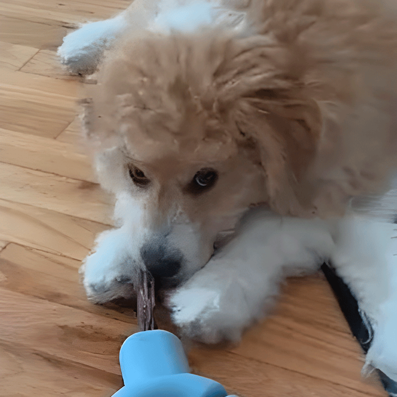 A fluffy dog chewing on a blue toy while lying on a wooden floor.