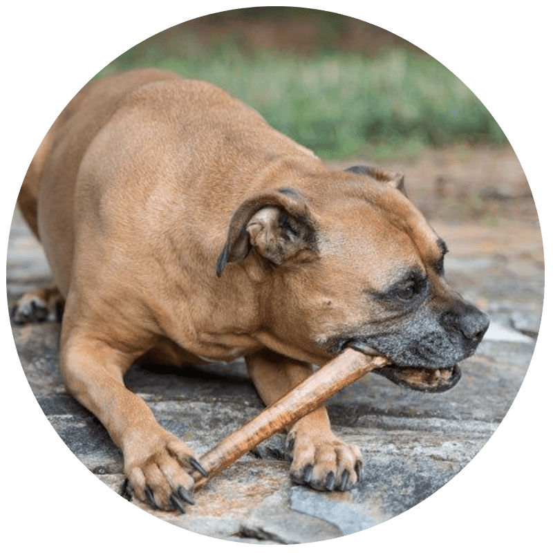 Brown dog chewing on a stick outdoors.