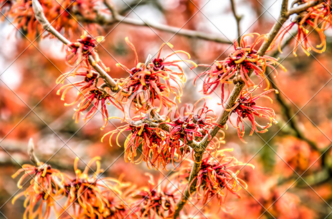 What Is Witch Hazel?