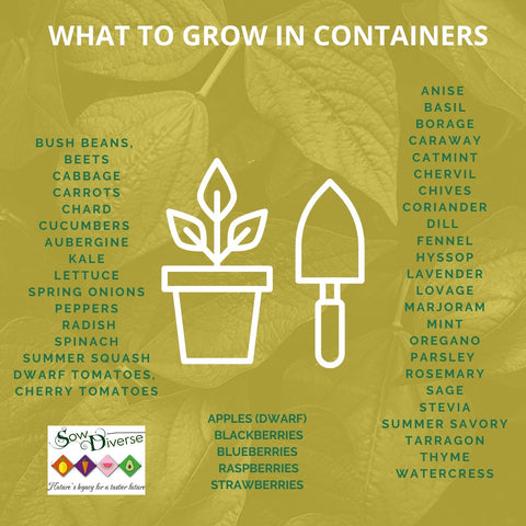 What to grow in containers container growing