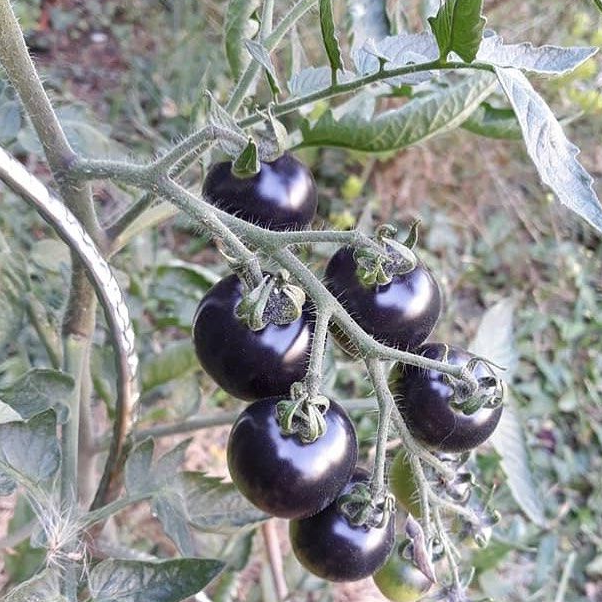 Bosque Blue tomato organic – Sow Diverse