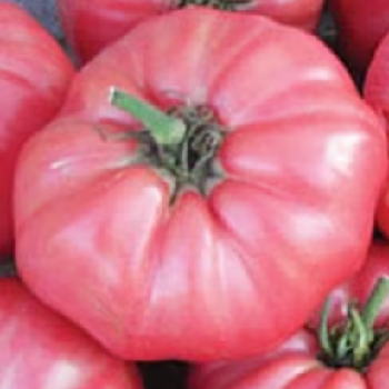 Brandywine Red Tomato organic seeds heirloom best tasting ireland – Sow  Diverse