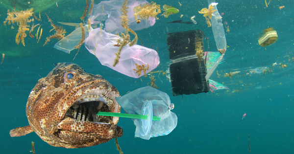 Presencia generalizada de microplásticos en ecosistemas marinos