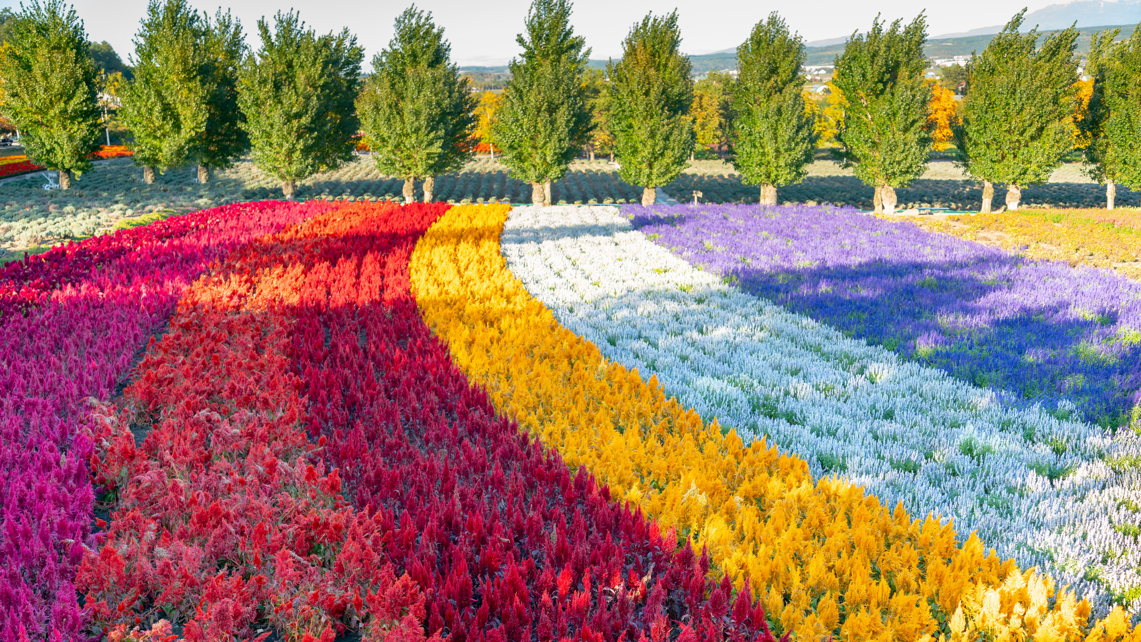 Revelando los costos ocultos de la industria de las flores cortadas: el costo ambiental del cultivo de flores