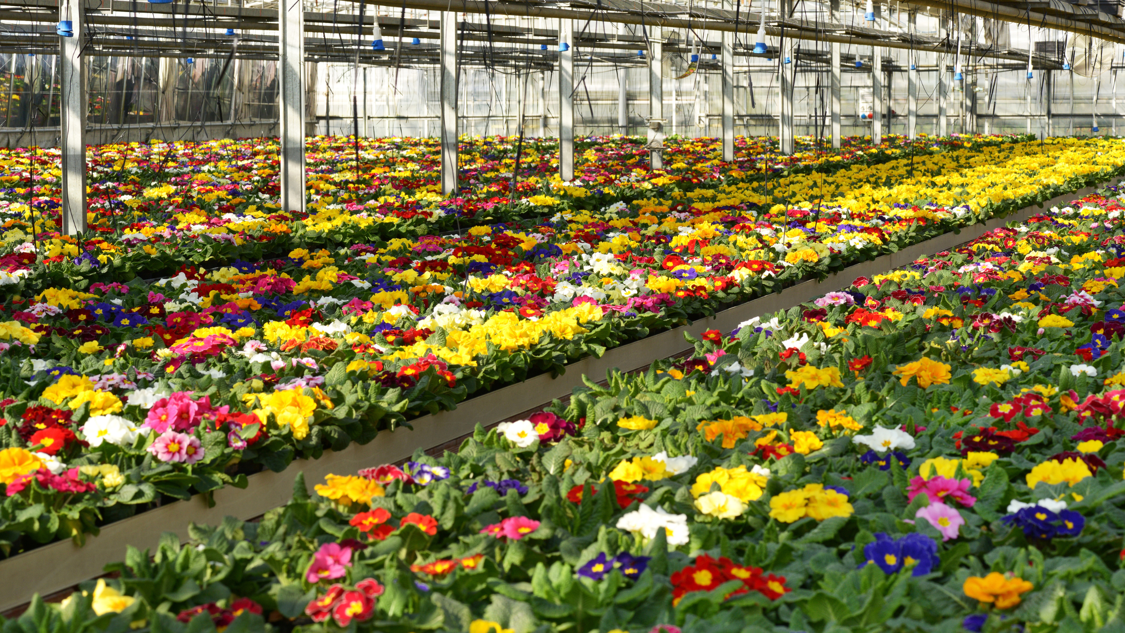 Revelando los costos ocultos de la industria de las flores cortadas: explotación laboral en la industria de las flores