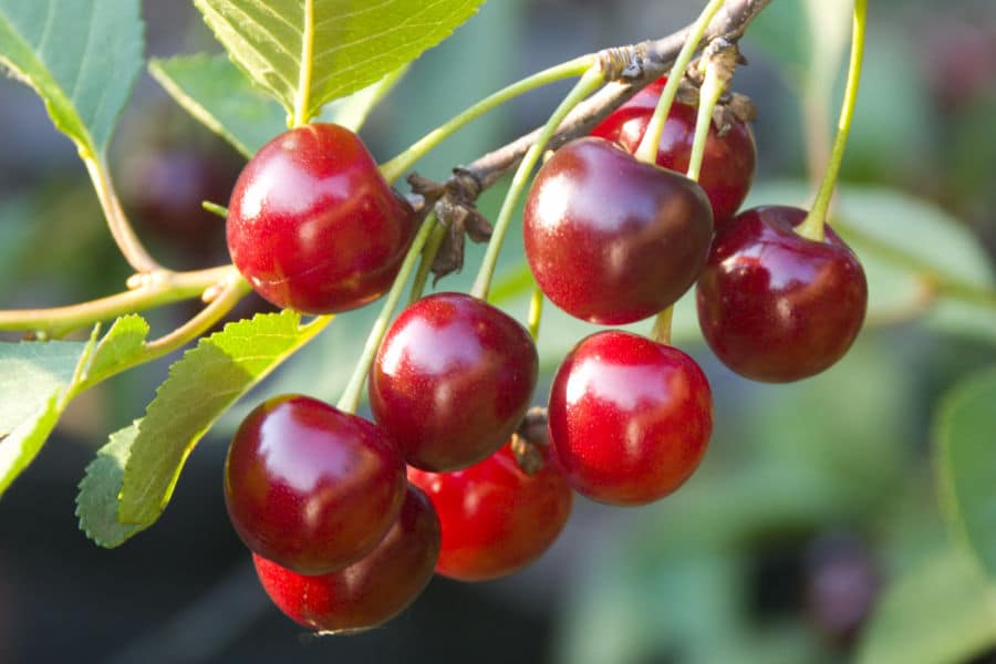 Cherry Trees Growing Guidelines | Growing Home Farms