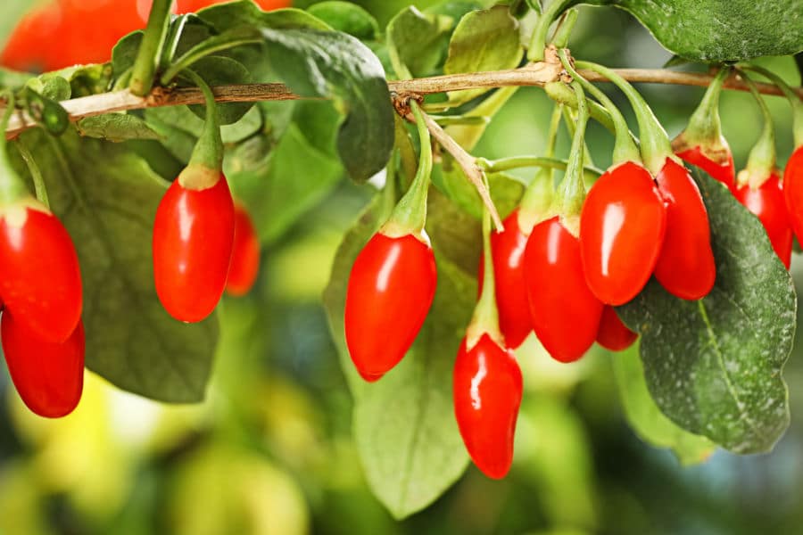 goji berries diet