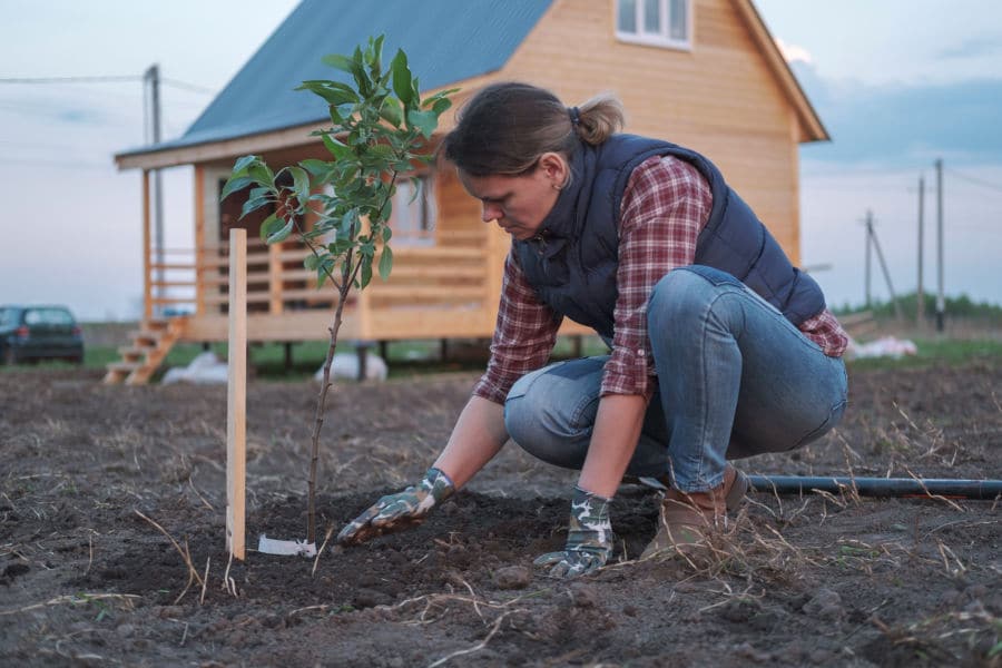 plant an apple tree