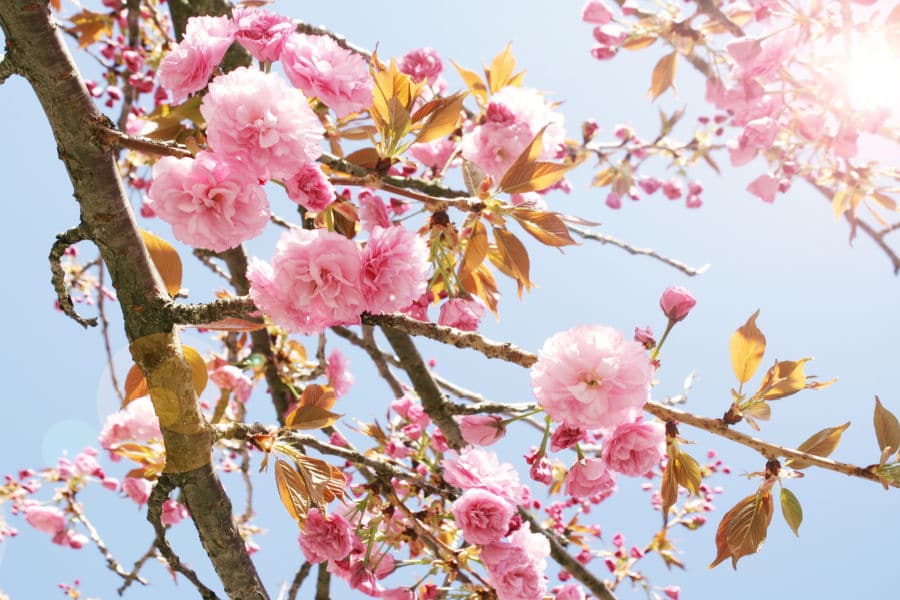 cherry tree growing