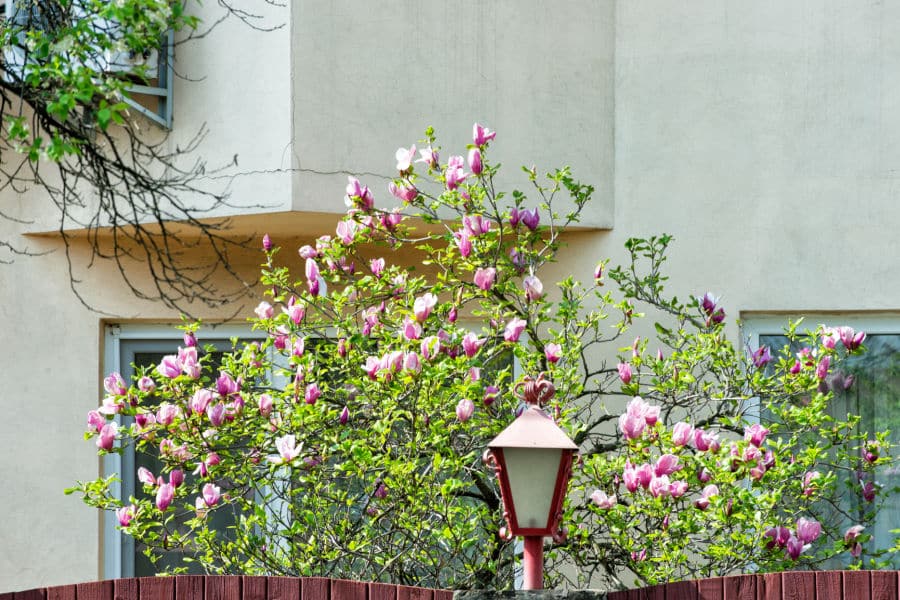 magnolia tree in yard