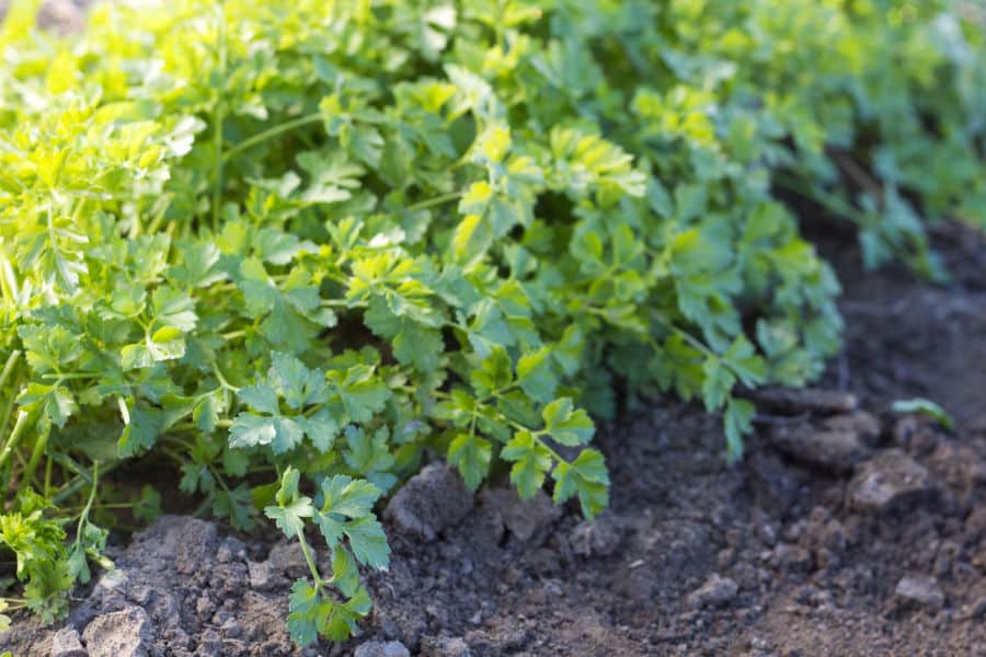 grow parsley