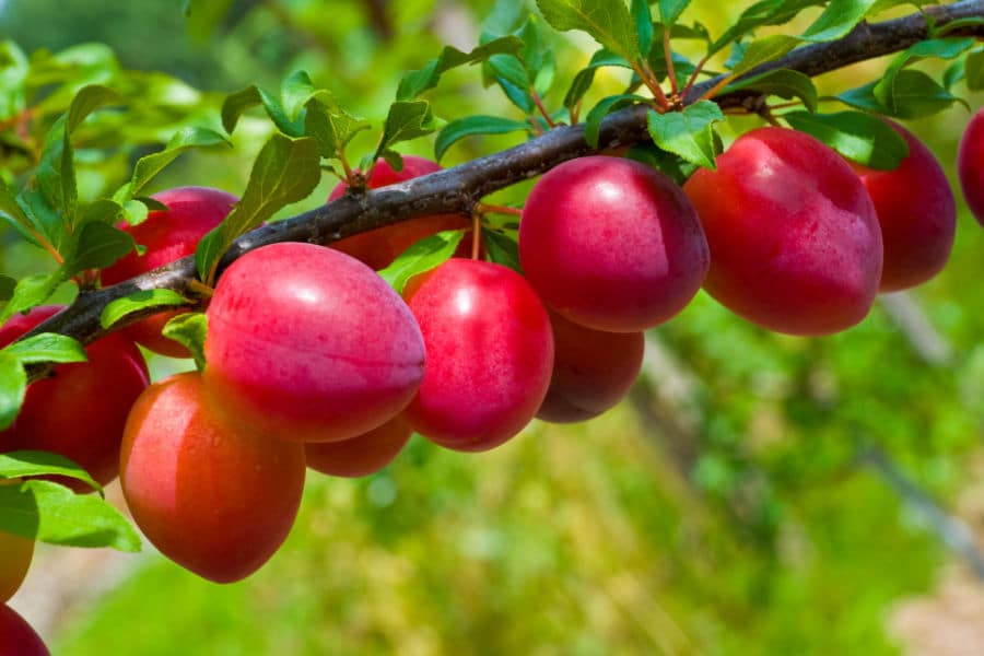 plum tree