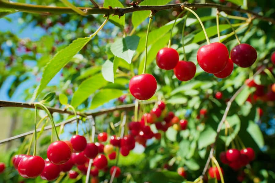 grow tart cherries