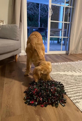 Buddy, a golden retreiver, using a Pets Pizzazz Snuffle Mat