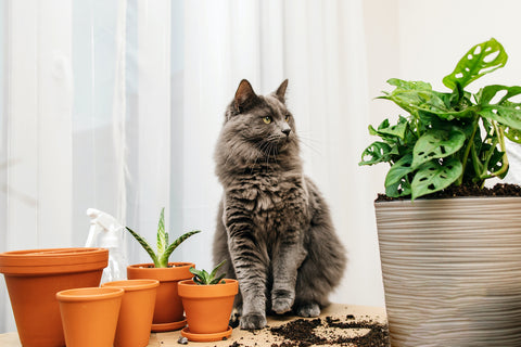 A gray Maine Coon cat sits next to a monstera house plant.