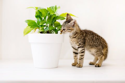 A little striped kitten sits on a white table, sniffing a flower in a pot and playing.