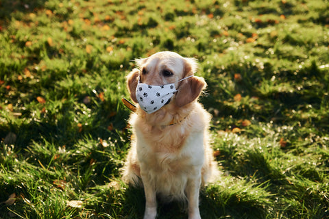 Ein wunderschöner Golden Retriever-Hund mit Maske geht draußen im Park spazieren