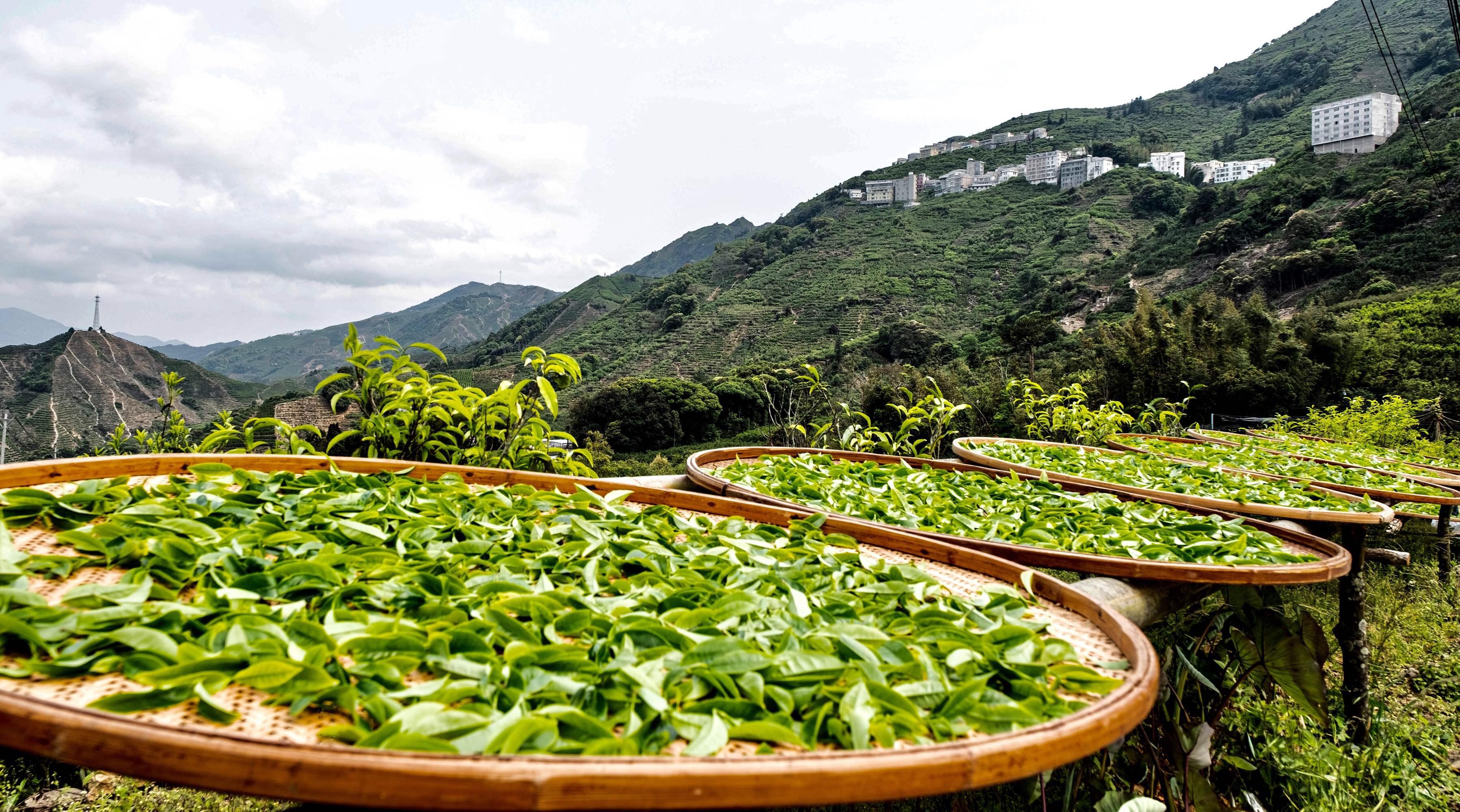 dancong tea production