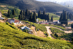 Teeplantage in Darjeeling"