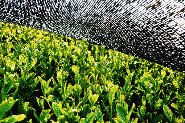 Matcha Tee kurz vor der Ernte. Er wird zwei Wochen lang mit einem schwarzen Nest beschattet, bevor er im Frühjahr geerntet wird