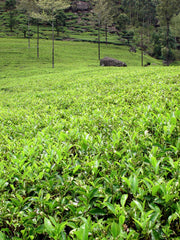Teeplantage