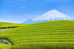Teeanbaugebiet Japan
